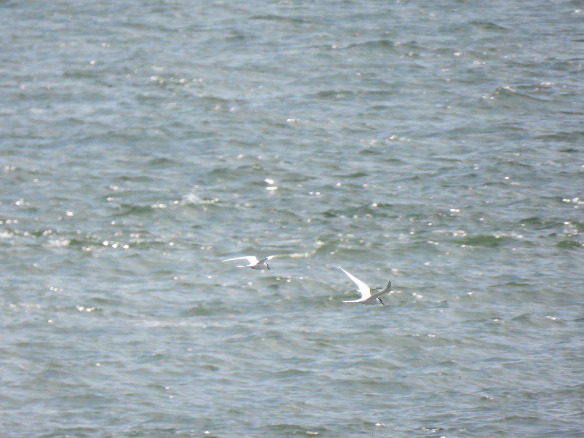 Common Tern - ML619375586
