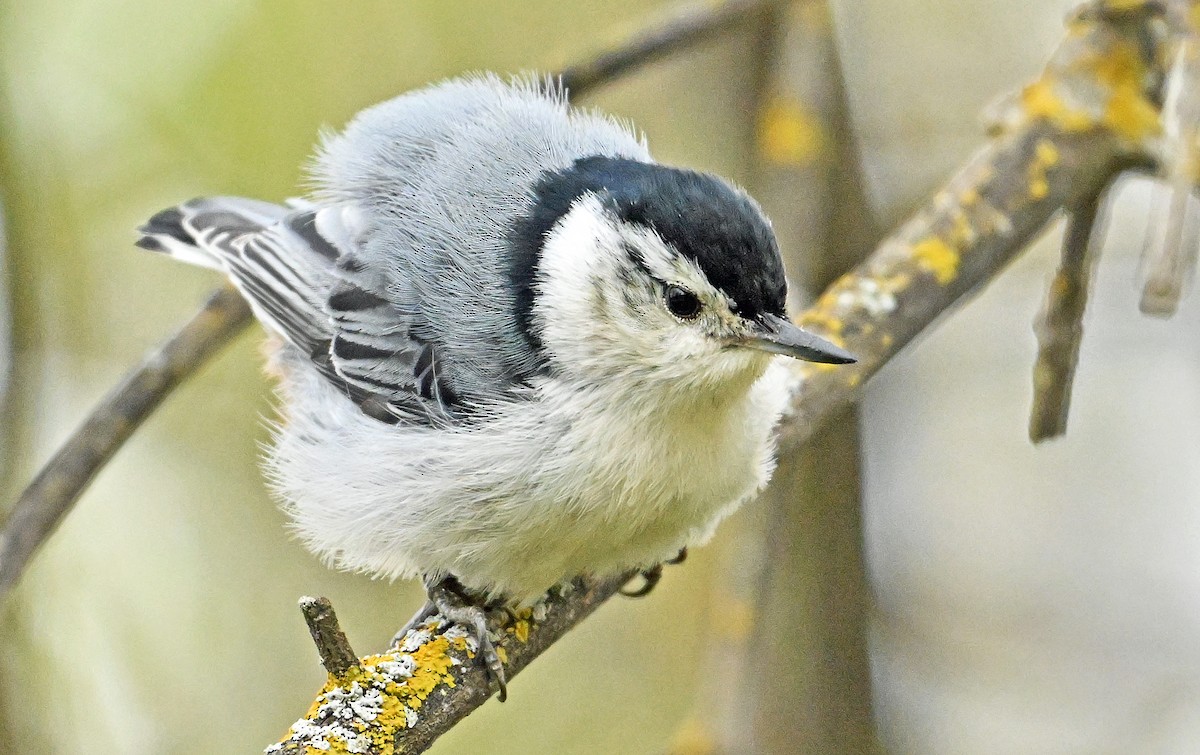 White-breasted Nuthatch - ML619375610