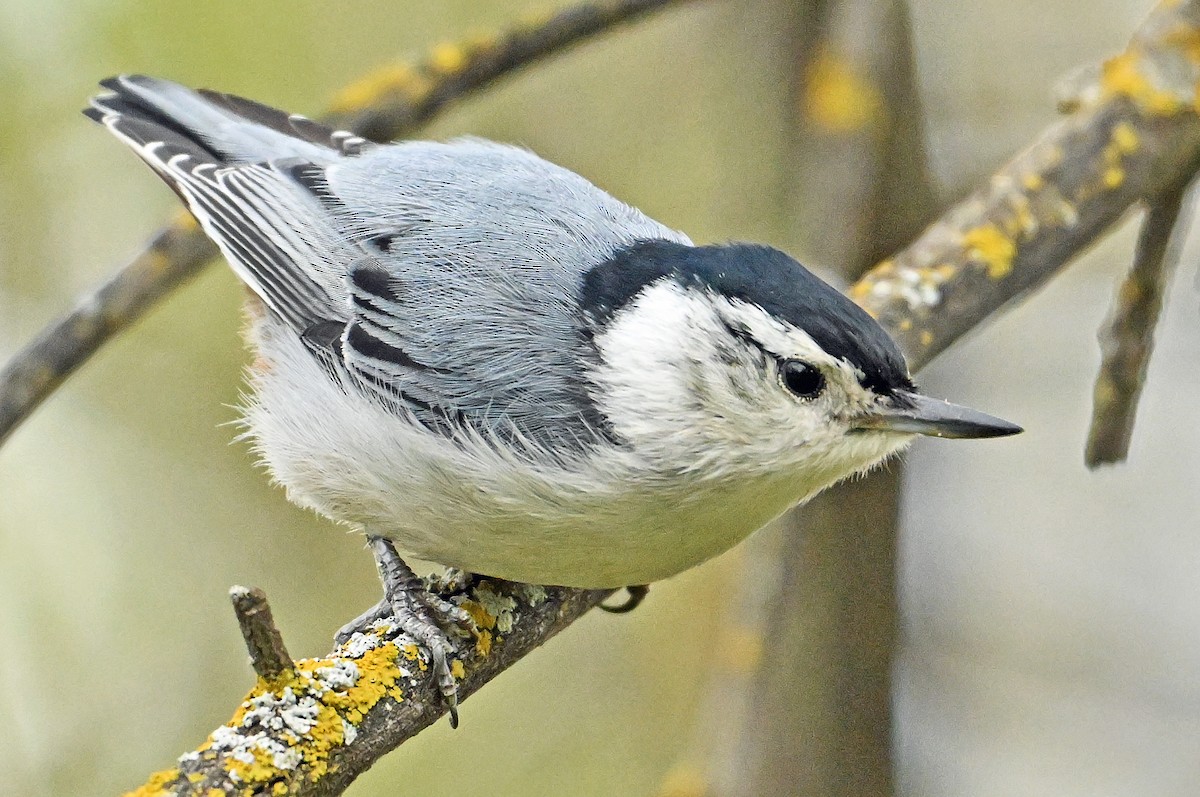 White-breasted Nuthatch - ML619375615