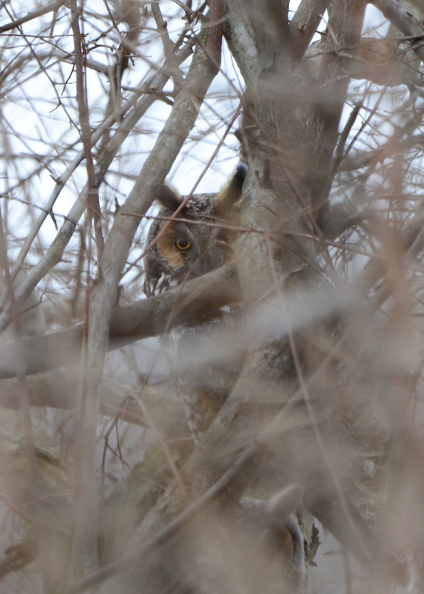 Long-eared Owl - ML619375784