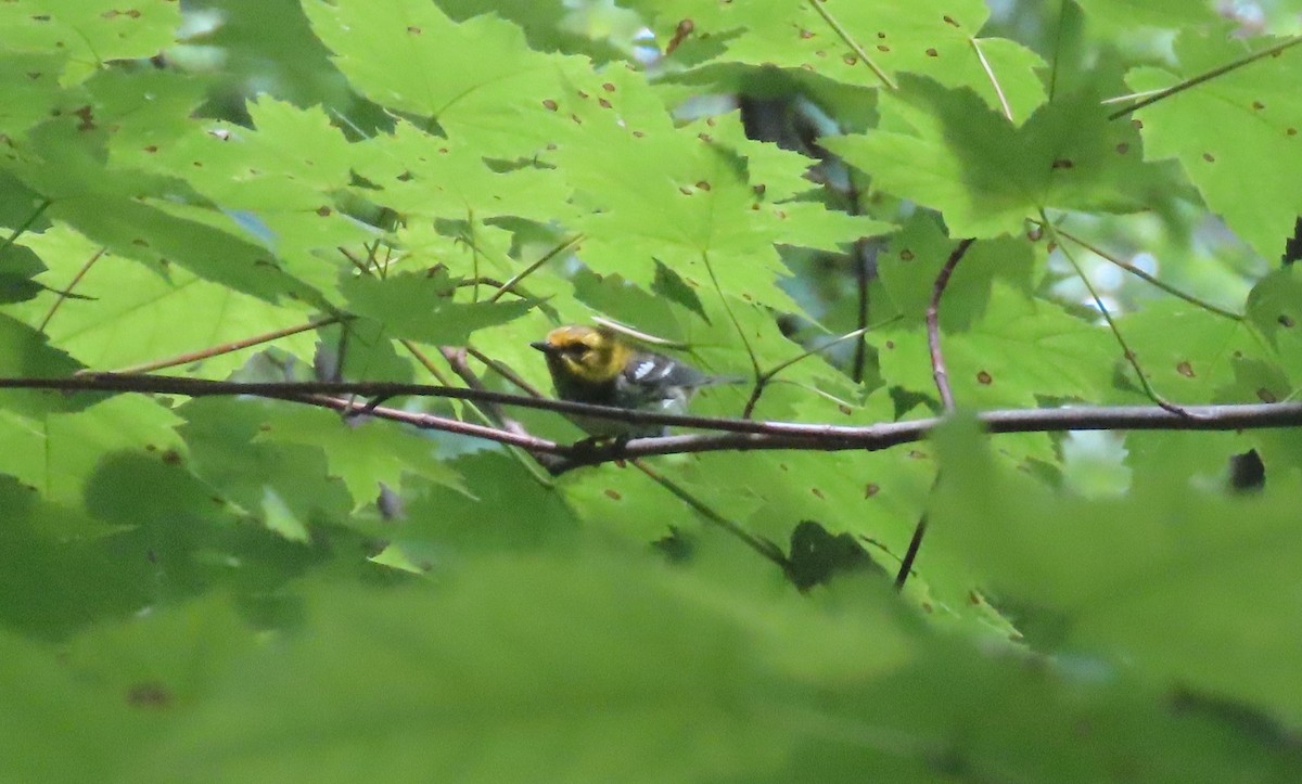 Black-throated Green Warbler - ML619375790