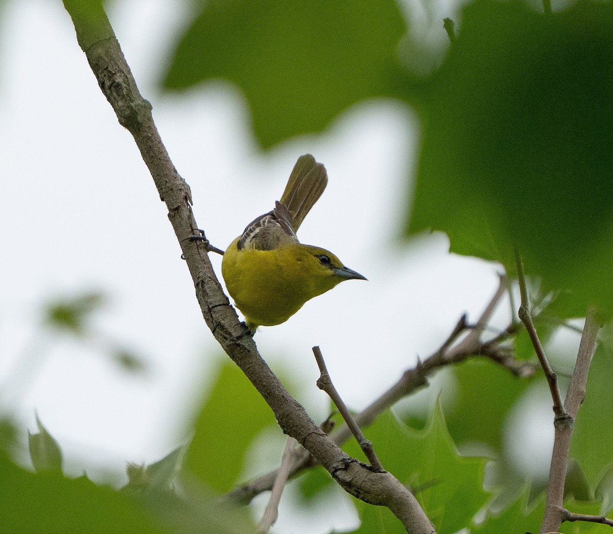 Orchard Oriole - ML619375792