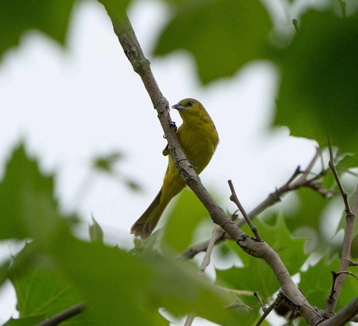 Orchard Oriole - ML619375794