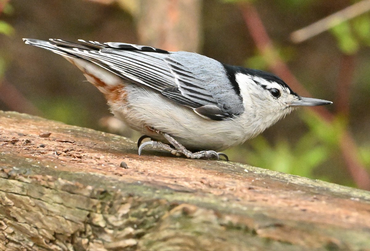 White-breasted Nuthatch - ML619375827