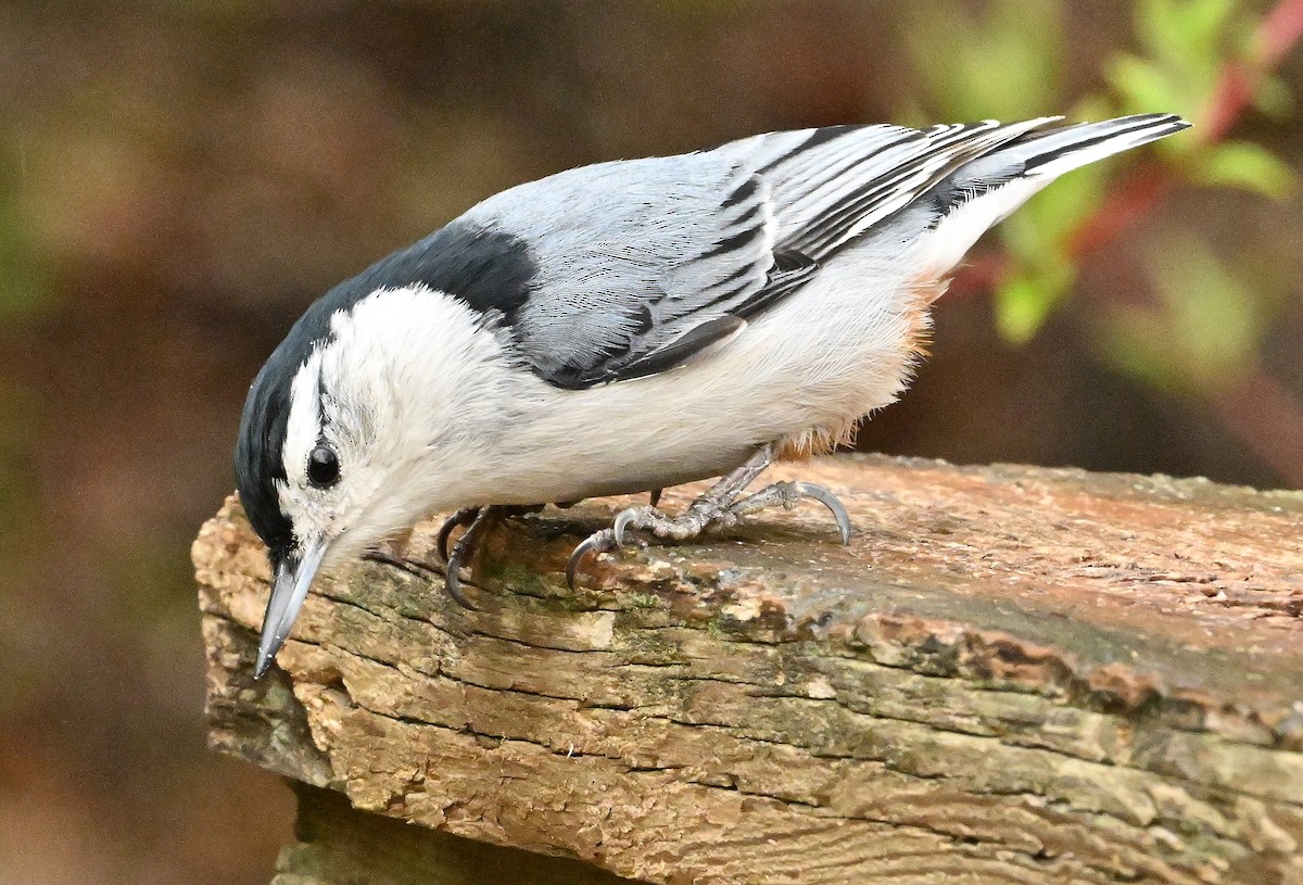 White-breasted Nuthatch - ML619375834