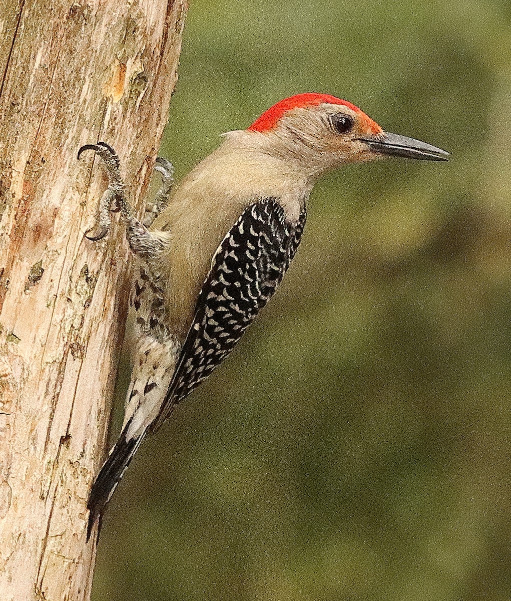 Red-bellied Woodpecker - ML619375840