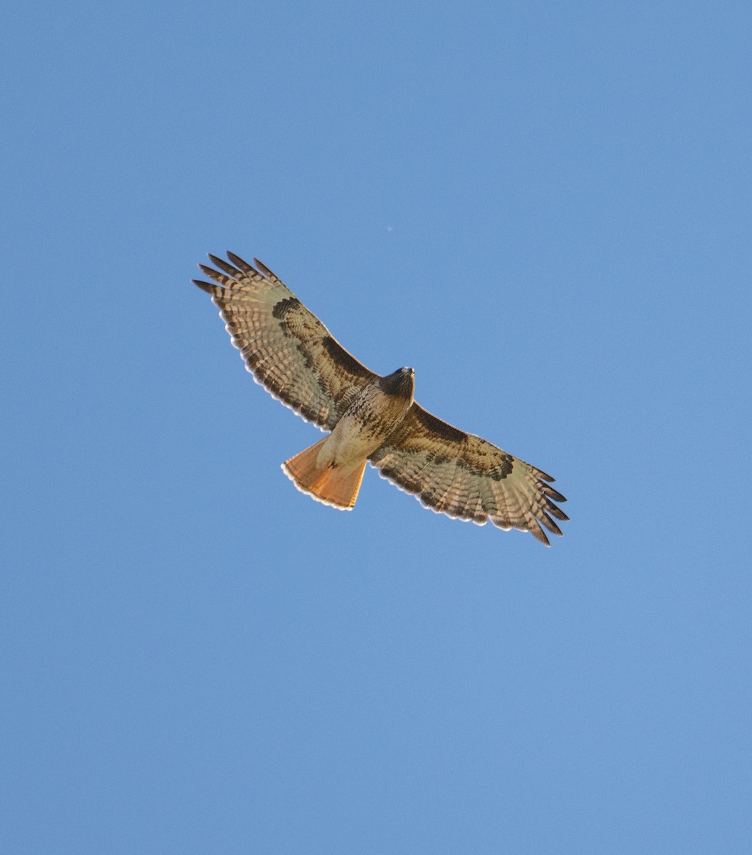 Red-tailed Hawk - ML619375847