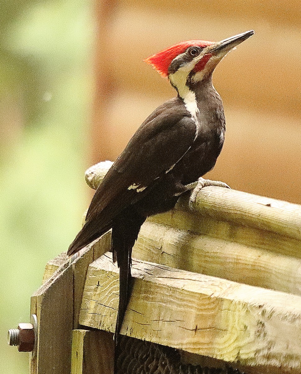 Pileated Woodpecker - ML619375878