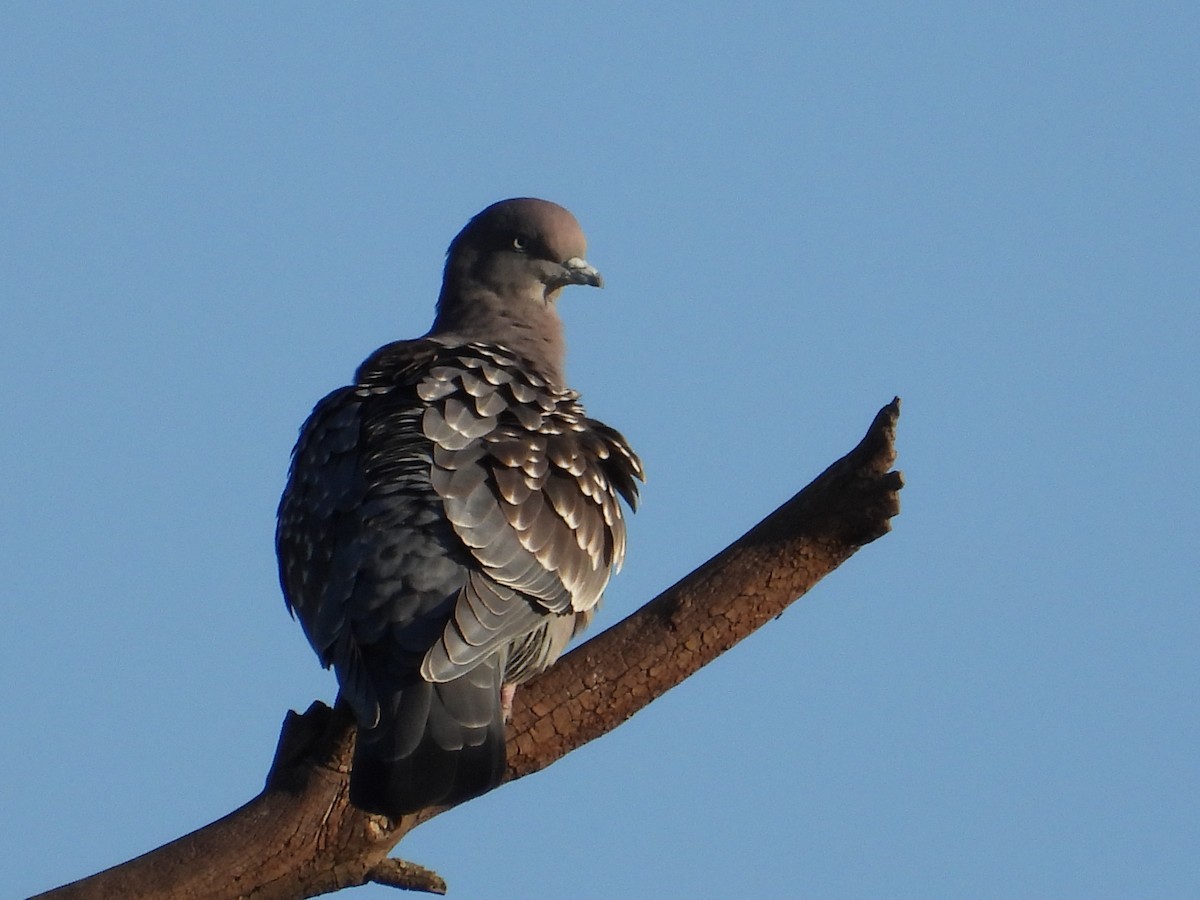Spot-winged Pigeon - ML619375879