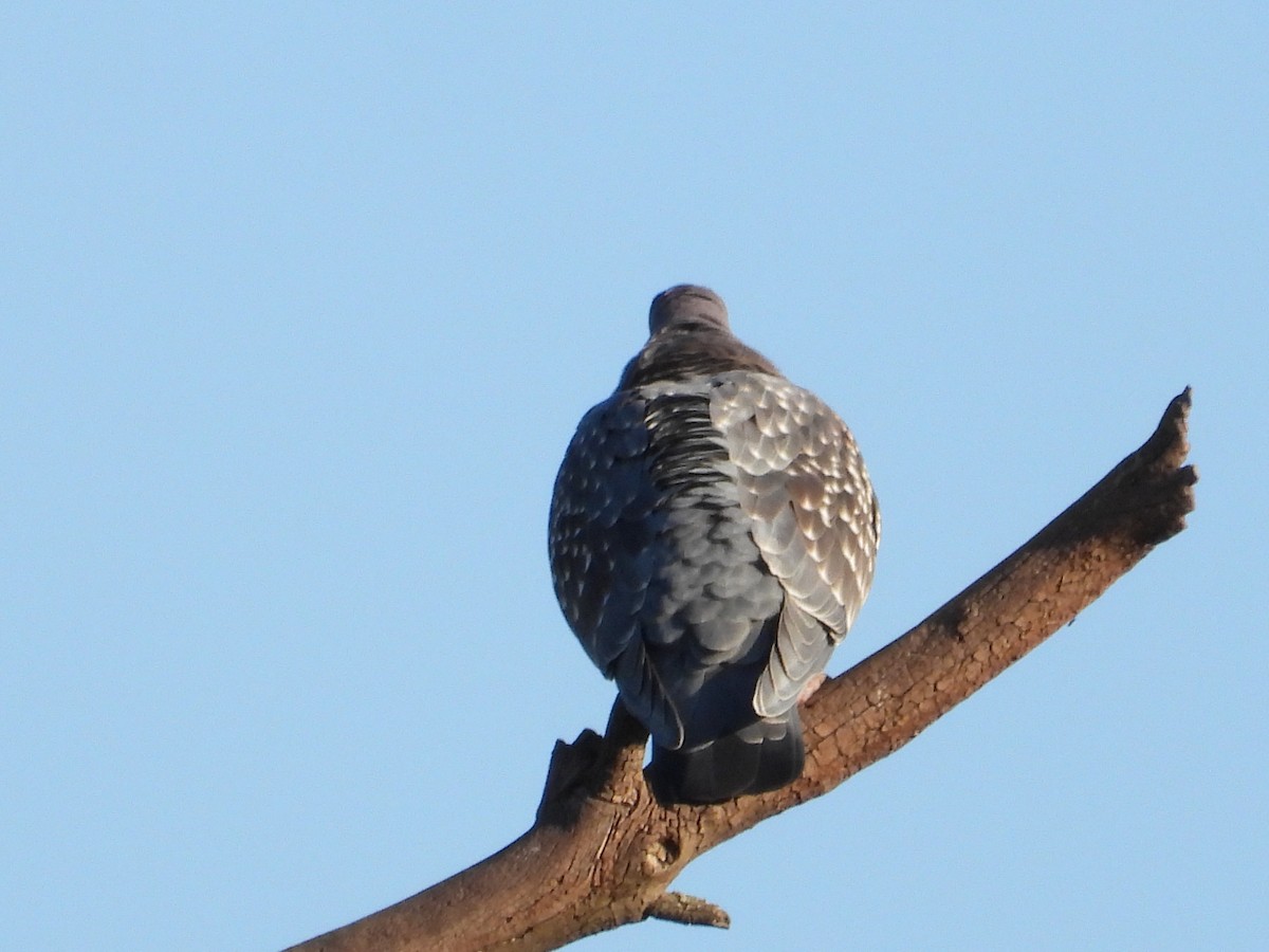 Spot-winged Pigeon - ML619375881