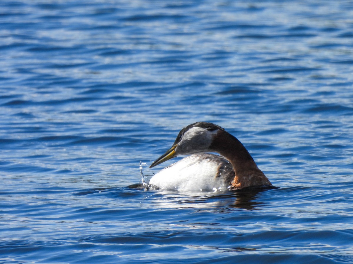 Red-necked Grebe - ML619375894
