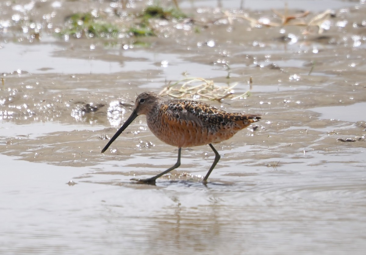 Long-billed Dowitcher - ML619375927