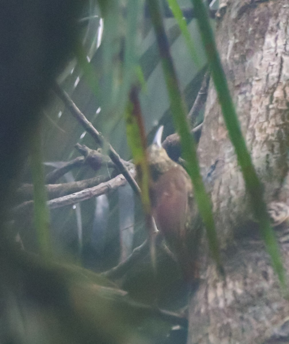 Spotted Woodcreeper - ML619375966