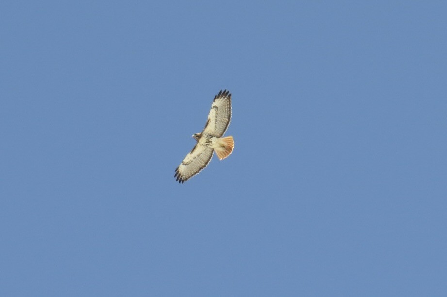 Red-tailed Hawk - ML619375982