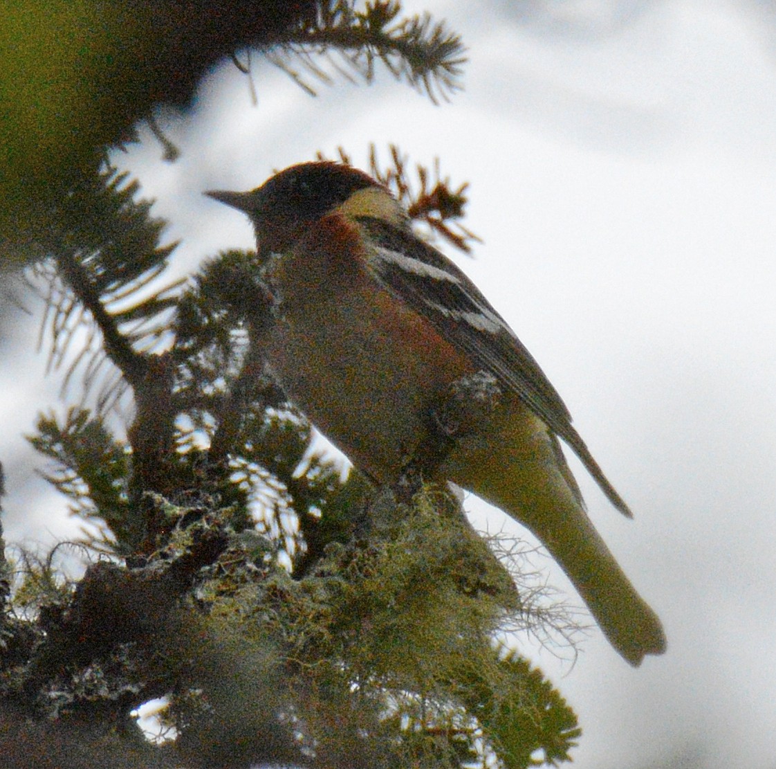 Bay-breasted Warbler - ML619375998