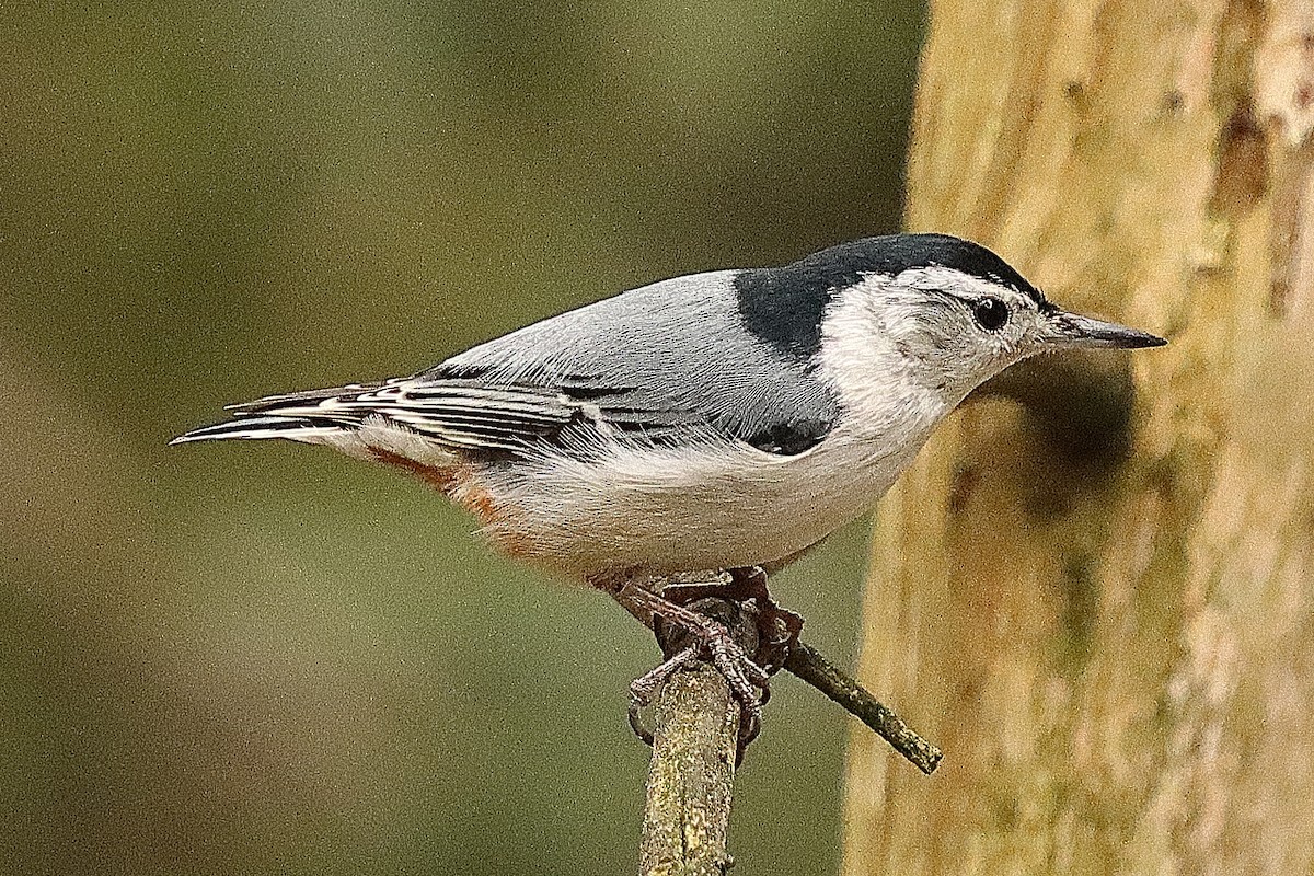 White-breasted Nuthatch - ML619376034