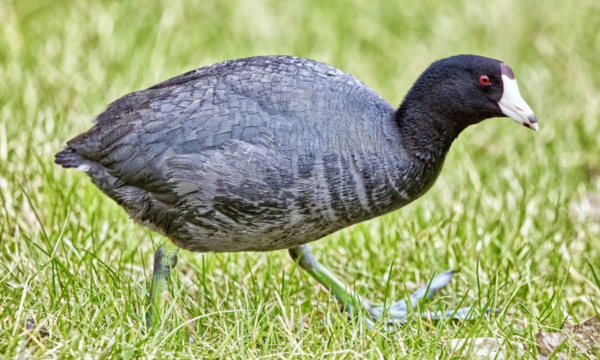 American Coot (Red-shielded) - ML619376156