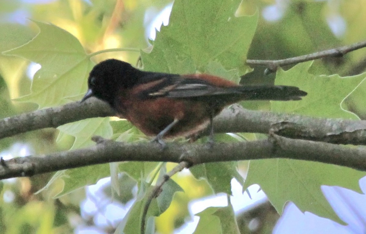 Orchard Oriole - ML619376175