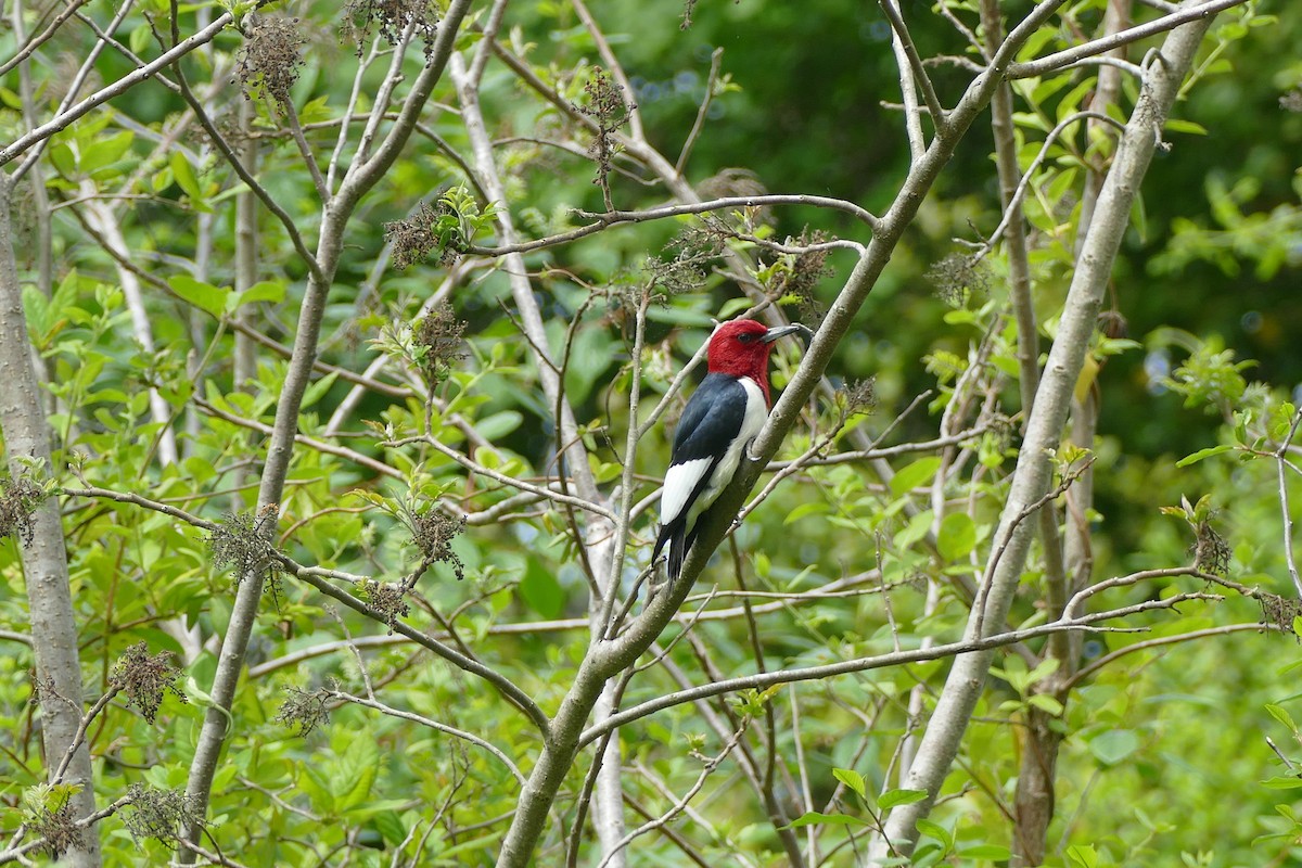 Red-headed Woodpecker - ML619376210