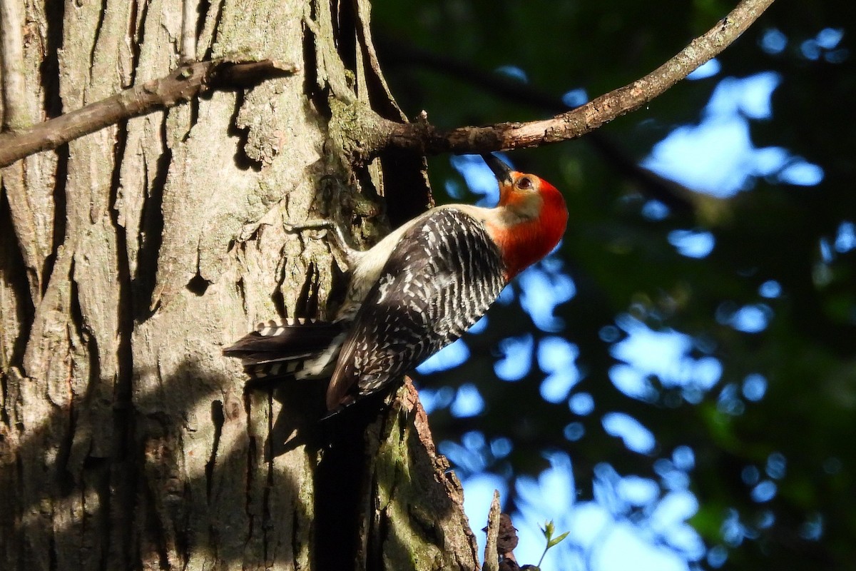 Red-bellied Woodpecker - ML619376230