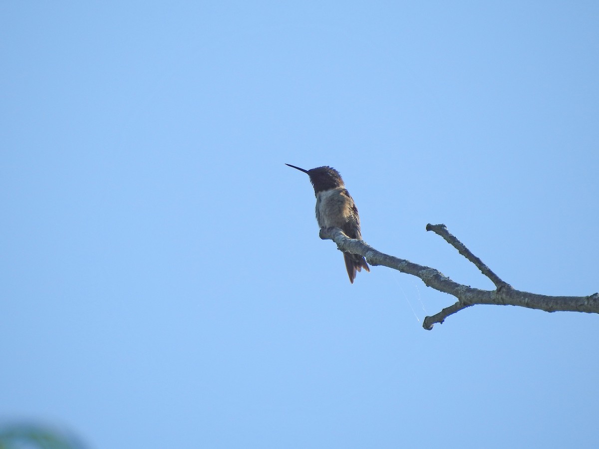 Ruby-throated Hummingbird - ML619376319