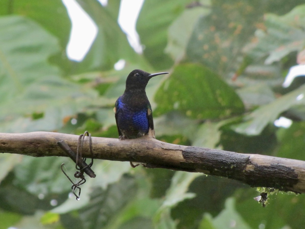 kolibřík hyacintový - ML619376336