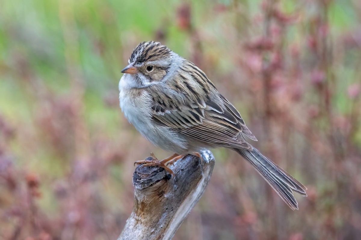 Clay-colored Sparrow - ML619376396