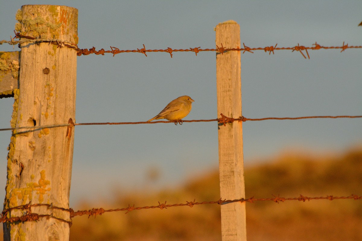 Patagonian Yellow-Finch - ML619376445