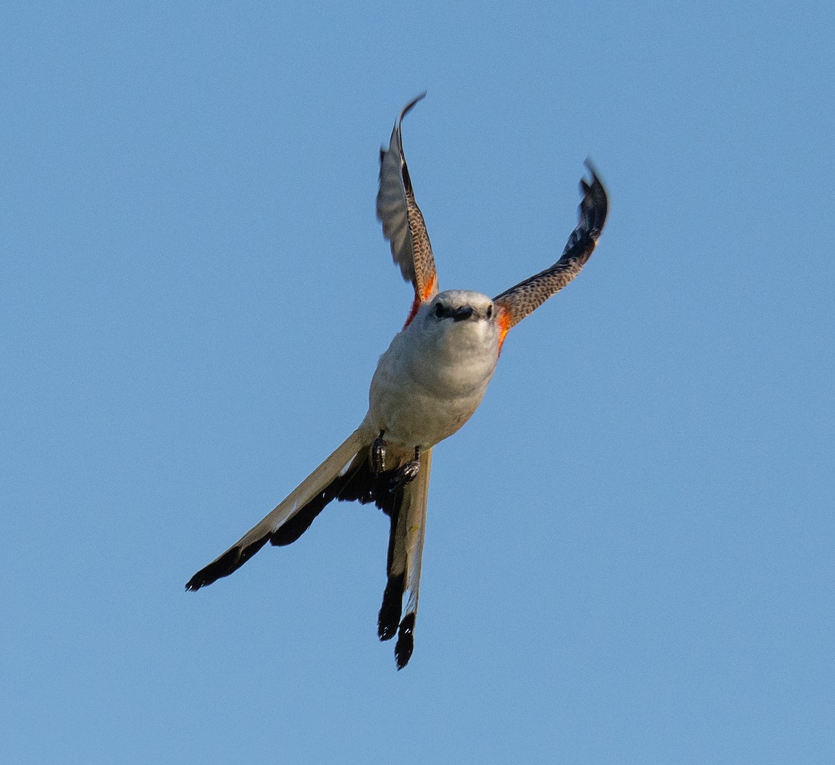 Scissor-tailed Flycatcher - ML619376591