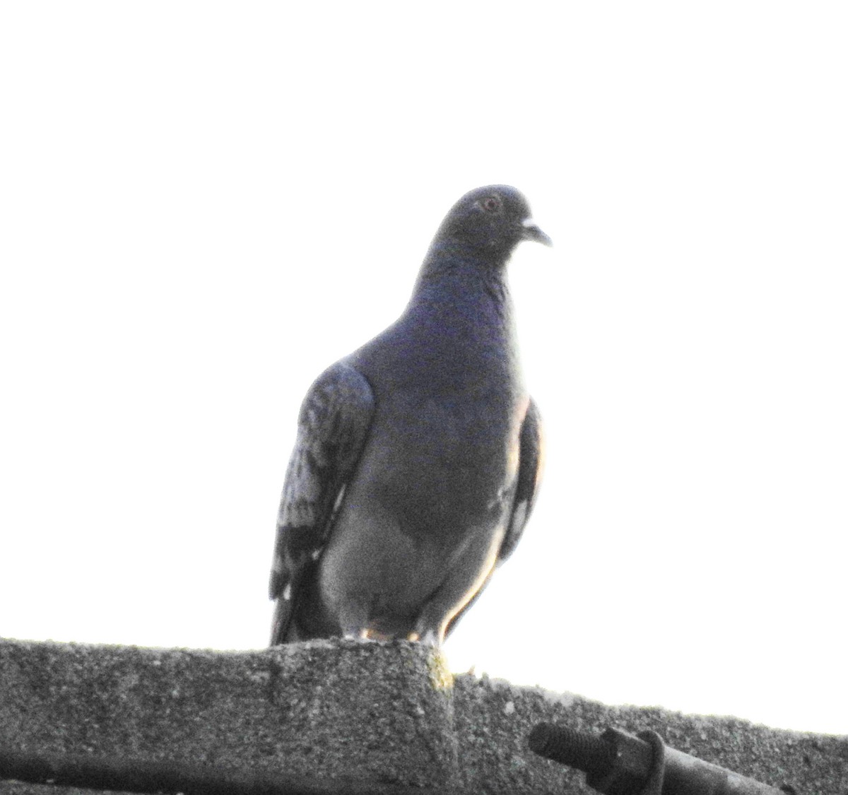 Rock Pigeon (Feral Pigeon) - ML619376608