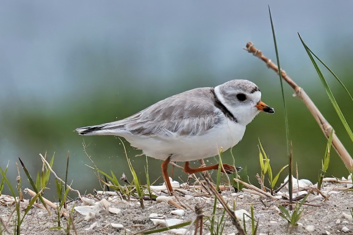 Piping Plover - ML619376649