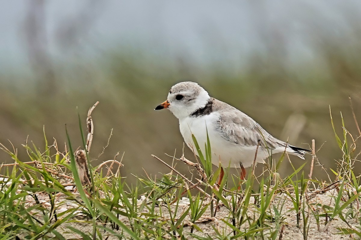 Piping Plover - ML619376650