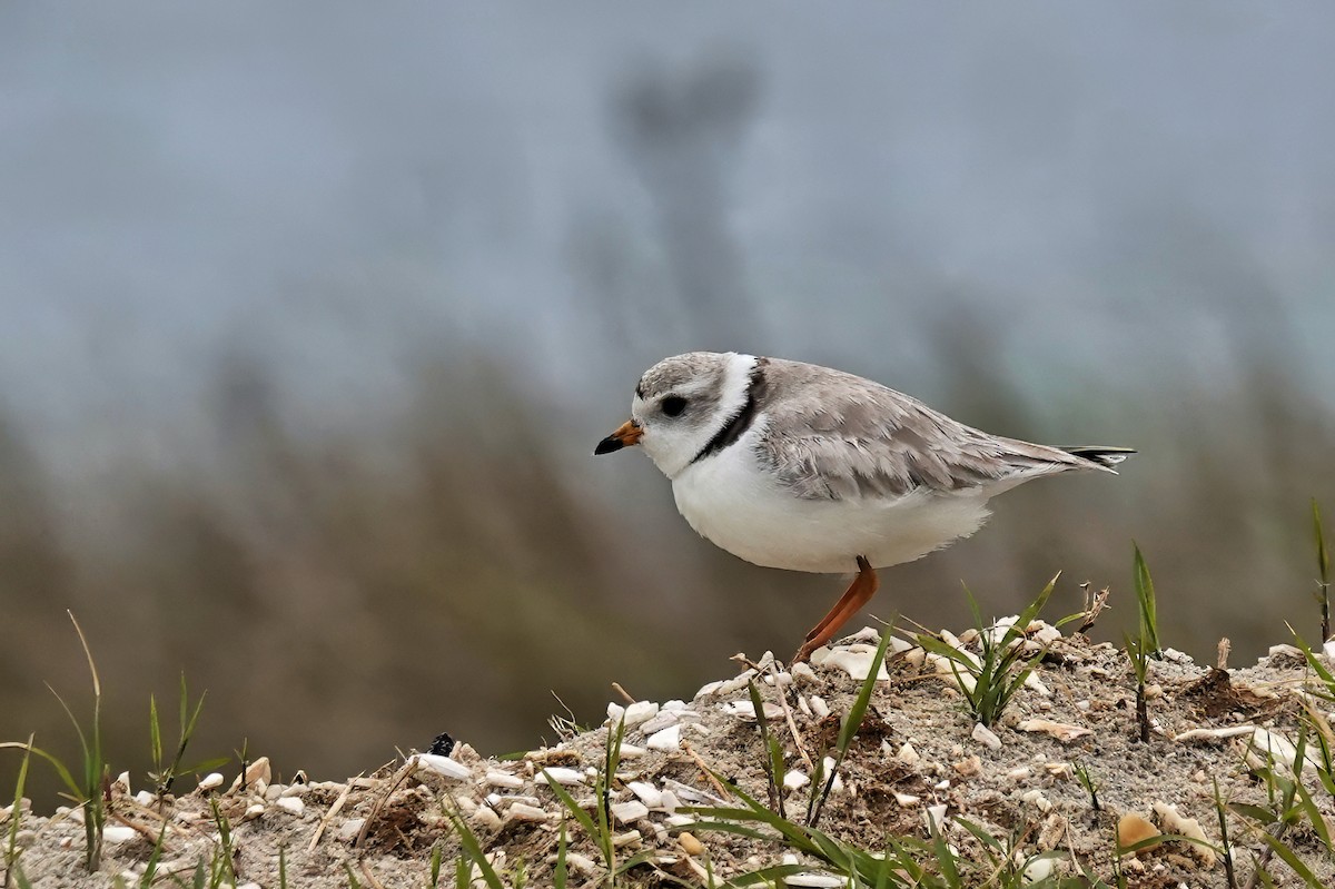 Piping Plover - ML619376652