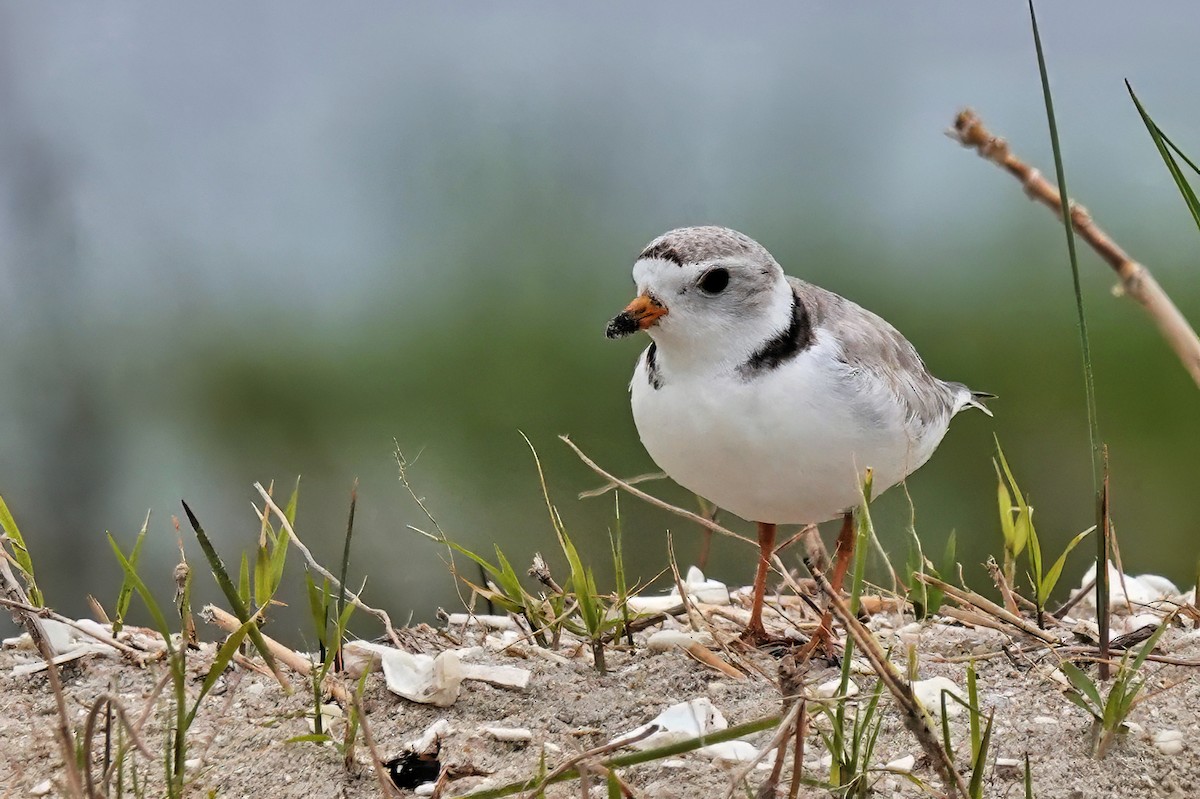 Piping Plover - ML619376653