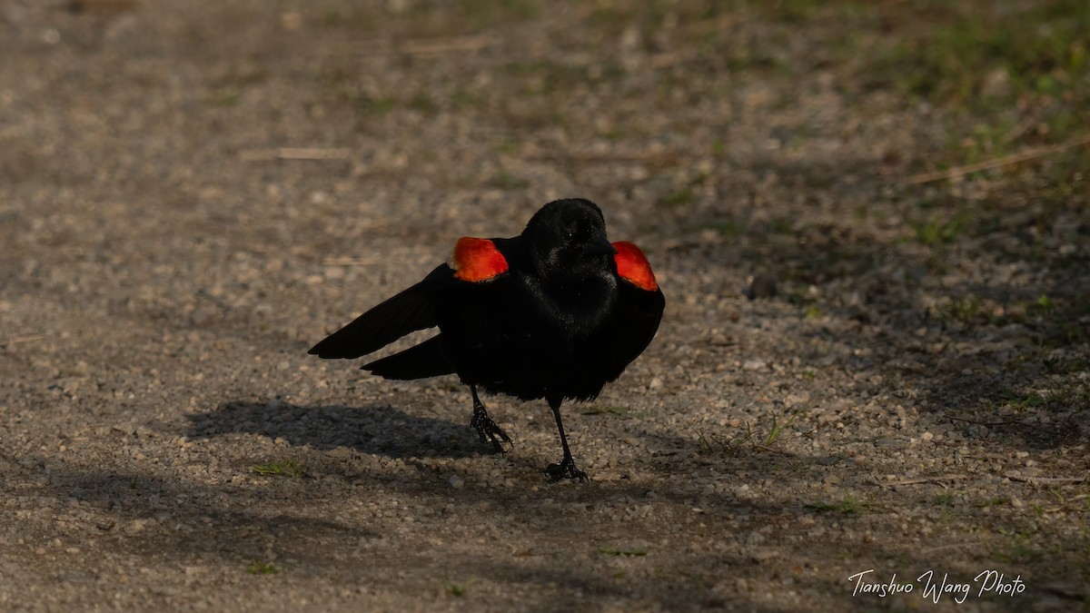 Red-winged Blackbird - ML619376698
