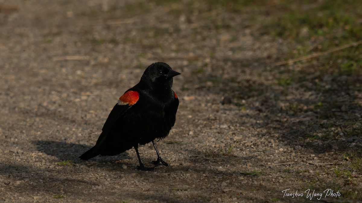 Red-winged Blackbird - ML619376699