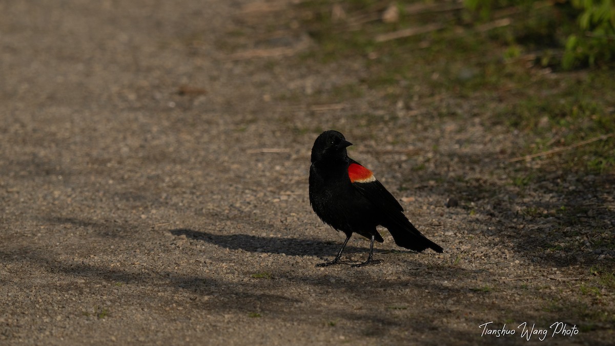 Red-winged Blackbird - ML619376701