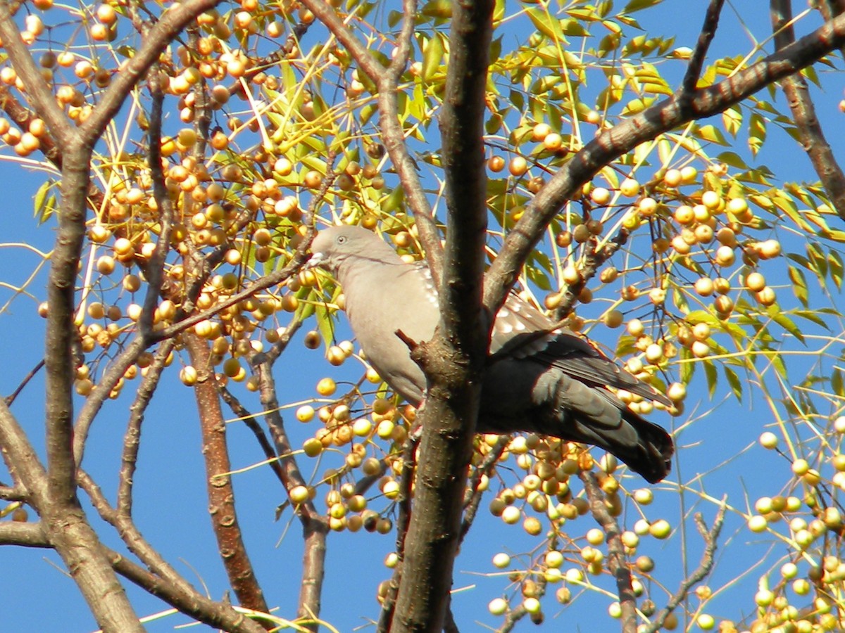 Spot-winged Pigeon - ML619376732