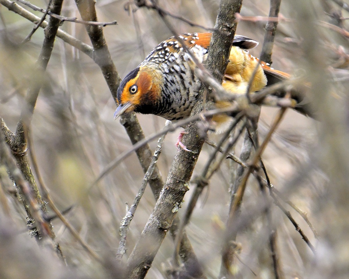 Spotted Laughingthrush - ML619376772