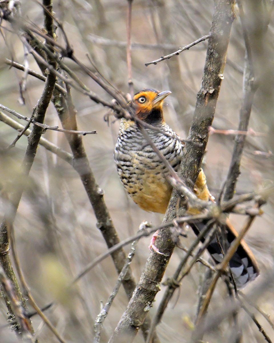 Spotted Laughingthrush - ML619376773