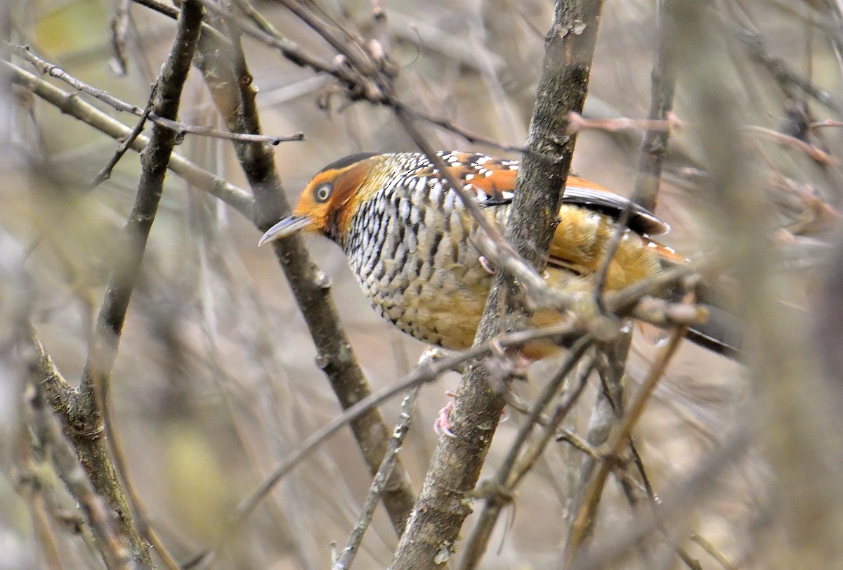 Spotted Laughingthrush - ML619376774