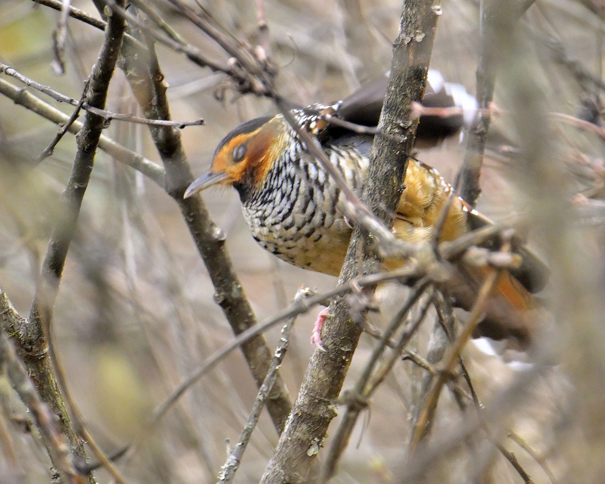 Spotted Laughingthrush - ML619376775