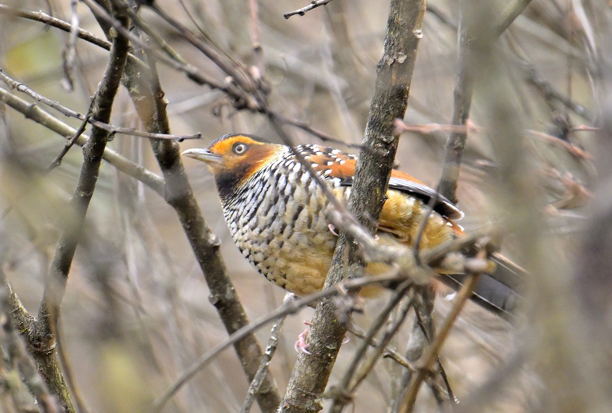 Spotted Laughingthrush - ML619376776