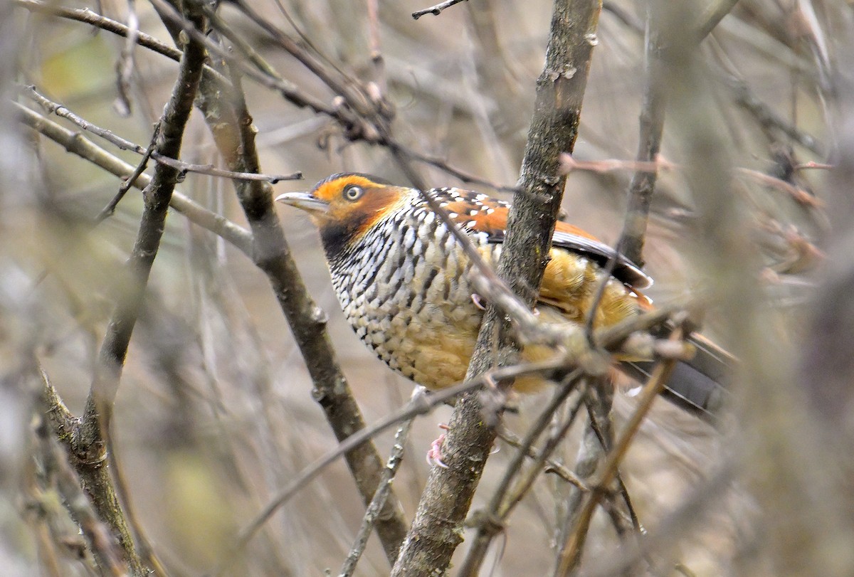 Spotted Laughingthrush - ML619376777