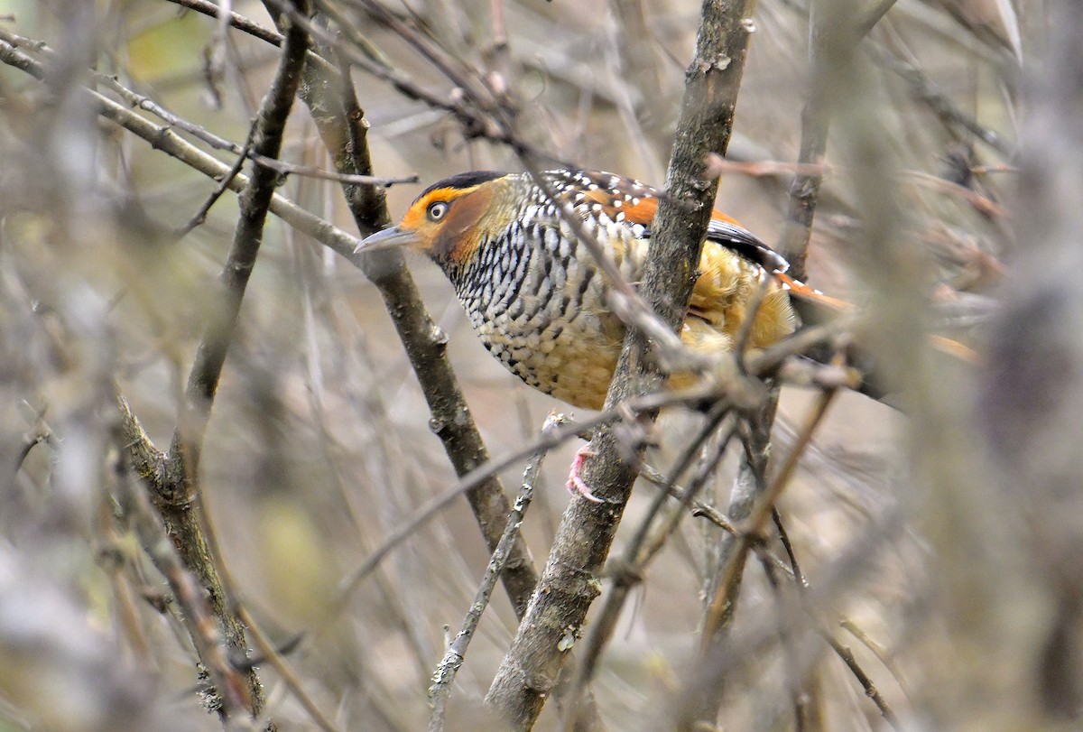 Spotted Laughingthrush - ML619376778