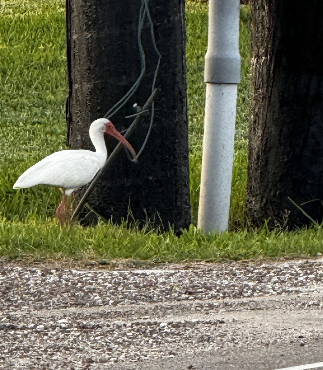 ibis bílý - ML619376859
