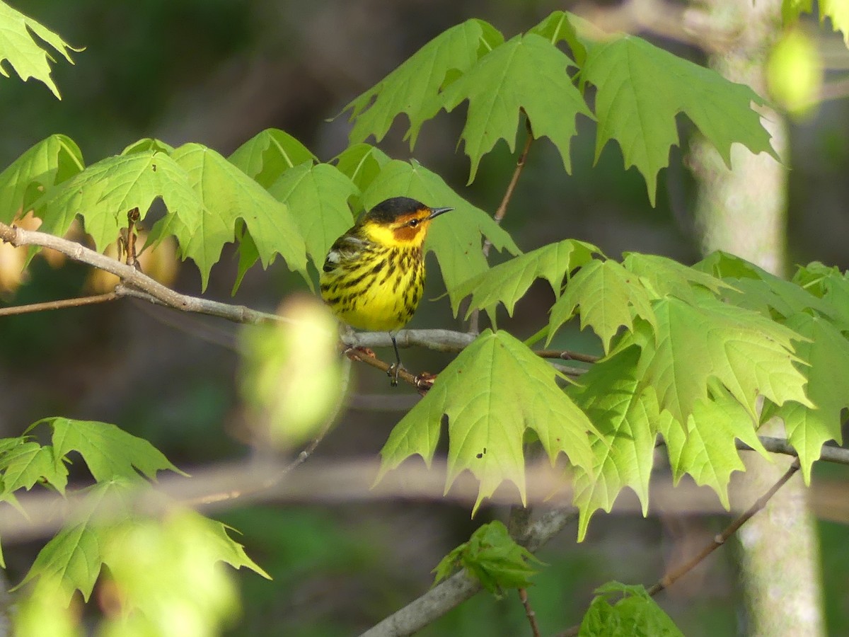 Cape May Warbler - ML619376864