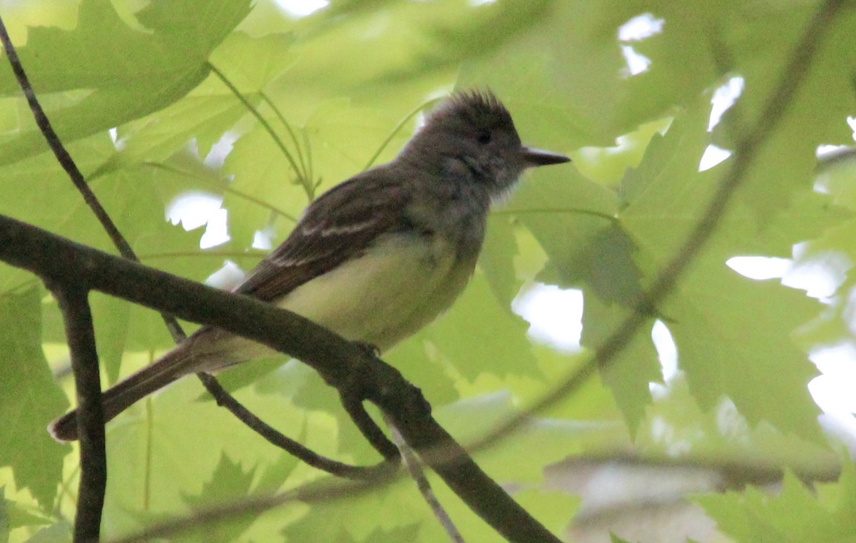 Great Crested Flycatcher - ML619376915