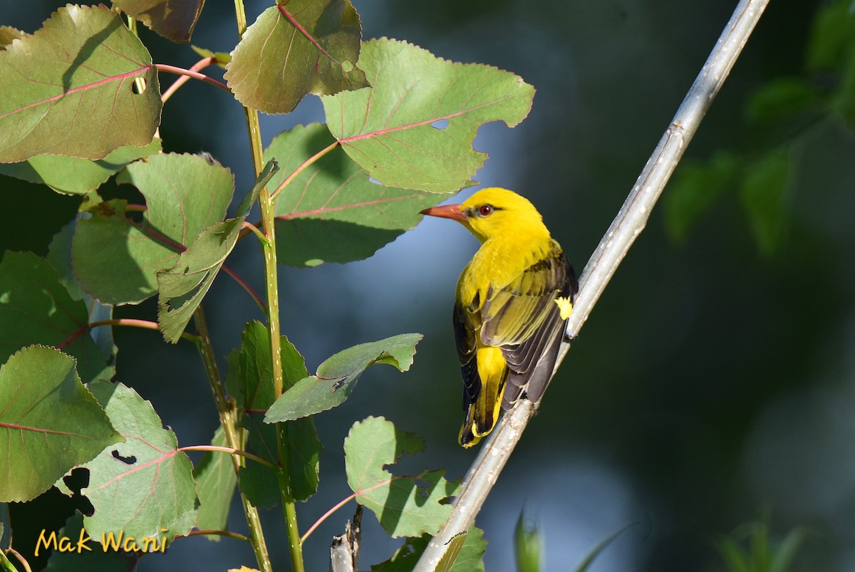 Indian Golden Oriole - ML619376957