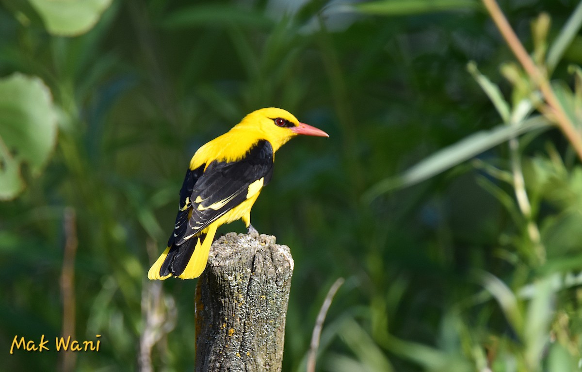 Indian Golden Oriole - ML619376958